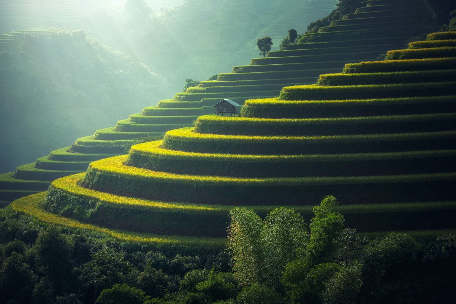 rice-terraces-vietnam