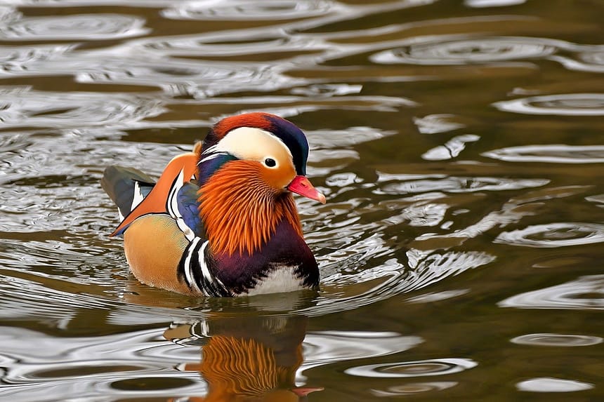 Mandarin-ducks